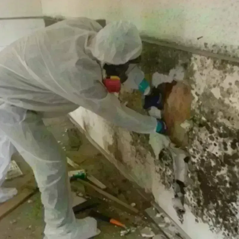 Mold Remediation and Removal in Portland, TX